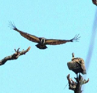 View of the rare vultures of white back | पांढऱ्या पाठीच्या दुर्मीळ गिधाडांचे नाशकात दर्शन View of the rare vultures of white back | पांढऱ्या पाठीच्या दुर्मीळ गिधाडांचे नाशकात दर्शन