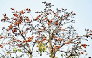 Throbbing | पळस फुलला