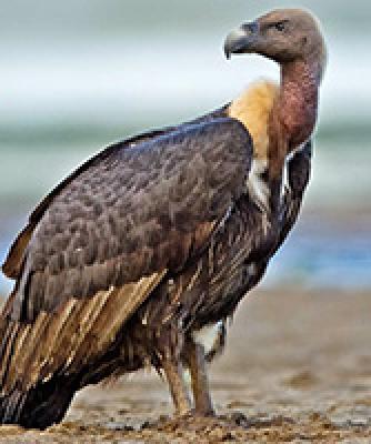 Cycle Rally for Vulture Conservation | गिधाड संवर्धनासाठी सायकल रॅली