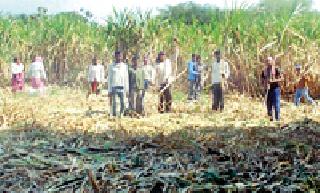 Chaitanya's garden in the life of Subhash's labored laborers | सुभाषने फुलविली मजुरांच्या आयुष्यात चैतन्याची बाग Chaitanya's garden in the life of Subhash's labored laborers | सुभाषने फुलविली मजुरांच्या आयुष्यात चैतन्याची बाग
