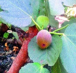 Angrajira 'sweet out' loud loud | अंजिराचा ‘मिठा बहार’ जोरात Angrajira 'sweet out' loud loud | अंजिराचा ‘मिठा बहार’ जोरात