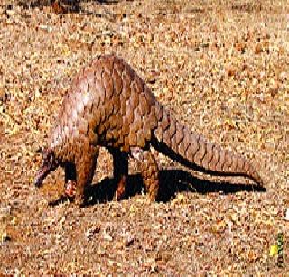 Poor cats in extinction list | खवले मांजर नामशेष होणाऱ्या प्रजातींच्या यादीत Poor cats in extinction list | खवले मांजर नामशेष होणाऱ्या प्रजातींच्या यादीत