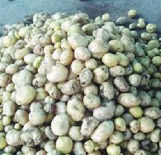 The first experiment of collective farming was successful | सामूहिक शेतीचा पहिला प्रयोग यशस्वी