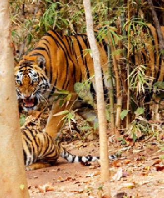 7 kms of students in the tangle Footpath | वाघाच्या दहशतीत विद्यार्थ्यांची ७ कि.मी. पायपीट 7 kms of students in the tangle Footpath | वाघाच्या दहशतीत विद्यार्थ्यांची ७ कि.मी. पायपीट