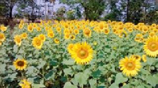 Sunflowers Flowers: | सूर्यफूल फुलले :