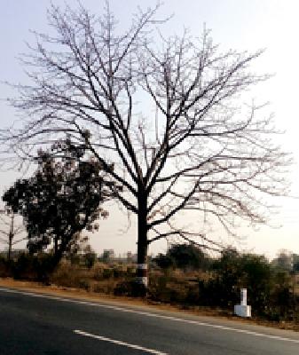 Springsteen celebrates the arrival of Spring | पानझडीने वसंत ऋतूच्या आगमनाची चाहूल