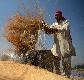 Growth, agriculture, farming is very important for irrigated area - Crisil | सिंचनाखालील क्षेत्रात वाढ, पिकविमा, शेतीसाठी फार आवश्यक - क्रिसिल