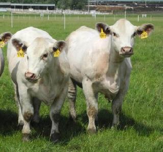 Health Department of Health Department wants cattle-buffaloes to health service from home | गाई-म्हशींना घरपोच आरोग्य सेवेसाठी कृषी खात्याला हवी हेल्थ कार्डची योजना