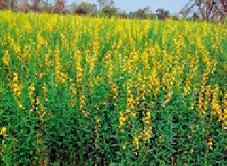 Sonabor's crop: | सोनबोरूचे पीक :