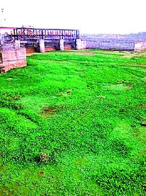 Lasalgaon: The demand for the release of Darna water from Nanduramdhameshwar dam | लासलगाव : दारणाचे पाणी नांदूरमधमेश्वर धरणात सोडण्याची मागणी