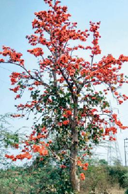 Pulse blossom ... | पळस फुलला... Pulse blossom ... | पळस फुलला...
