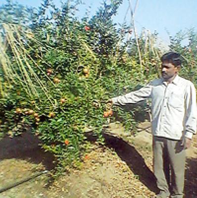 Pomegranate garden full of rocks | खडकाळ जमिनीवर फुलली डाळिंबाची बाग