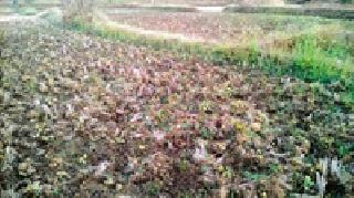 Rain rain in the district | जिल्ह्यात अवकाळी पाऊस बरसला Rain rain in the district | जिल्ह्यात अवकाळी पाऊस बरसला