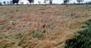 Hailstorm with windy rain | वादळी पावसासह गारपिटीचा तडाखा