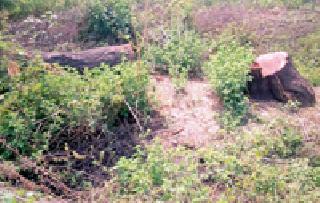 Selling of granules from farmers | धुऱ्यावरील झाडांची शेतकऱ्यांकडून विक्री