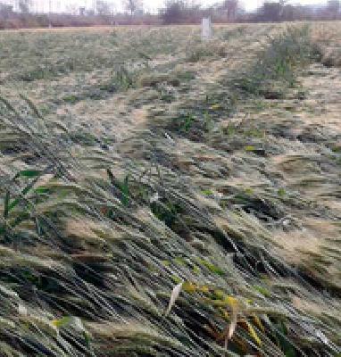 25 villages hit the hail | २५ गावांना गारपिटीचा तडाखा