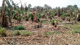 59 villages destroyed Rabi | ५९ गावांत रबी उद्ध्वस्त