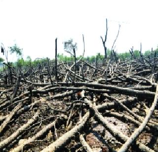 Scabby fire | खारफुटीला लावली आग Scabby fire | खारफुटीला लावली आग