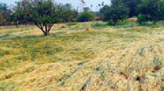 Farmer's budget 'fort'! | शेतकऱ्यांचे बजेट ‘गड’बडले!