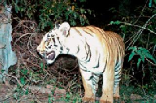 'Tiger' philosophy in Paradise! | पारडसिंगा जंगलात ‘व्याघ्र’ दर्शन!