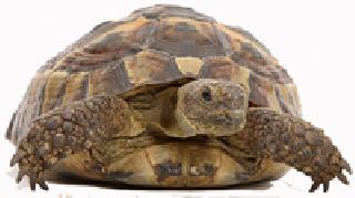 In the name of the secret, the gang is active | गुप्तधनाच्या नावावर लुटणारी टोळी सक्रिय In the name of the secret, the gang is active | गुप्तधनाच्या नावावर लुटणारी टोळी सक्रिय