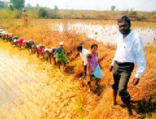 Improved rice cultivation in Ambooli | आंबोलीत सुधारित पद्धतीने भात लागवड