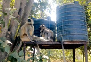 Hados in the Monkey city: | माकडांचा शहरात हैदोस : Hados in the Monkey city: | माकडांचा शहरात हैदोस :