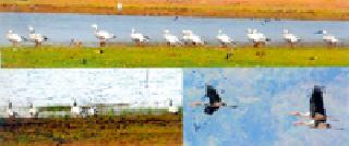 The rare swans found in the district are duck and white karacoch | जिल्ह्यात आढळले दुर्मिळ राजहंस बदक व पांढरे करकोच