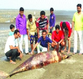 Dead dolphin found in the seaside of Bhuegaon | भुईगावच्या समुद्रकिनारी आढळले मृत डॉल्फीन