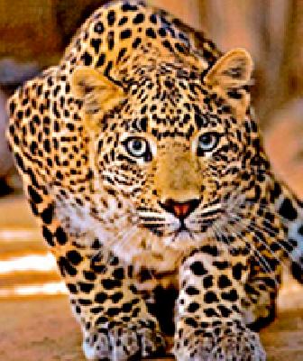 The swirl of leopard in Savangi (late) area | सावंगी (देरडा) परिसरात बिबट्याची धूम The swirl of leopard in Savangi (late) area | सावंगी (देरडा) परिसरात बिबट्याची धूम