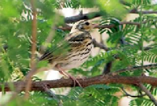 Rare land tree found in Warda | वर्धेत आढळला दुर्मिळ देशी वृक्ष तीरचिमणींचा थवा Rare land tree found in Warda | वर्धेत आढळला दुर्मिळ देशी वृक्ष तीरचिमणींचा थवा