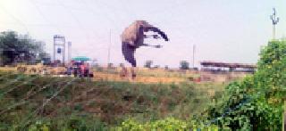 Hundreds of fishes caught in the trap | जाळ्यात अडकून शेकडो पाखरांचा मृत्यू Hundreds of fishes caught in the trap | जाळ्यात अडकून शेकडो पाखरांचा मृत्यू