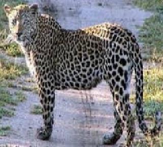 In Aurangabad, the three piglets of the leopard stabbed | औरंगाबादमध्ये बिबट्याची तीनही पिल्ले दगावली