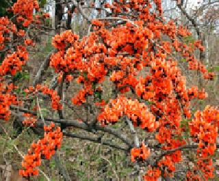 Pacey rose ... | पळस बहरला...