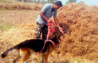 Currant hunting | करंट लावून वन्यप्राण्यांची शिकार