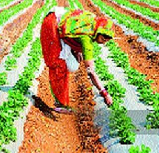 Farmer's 'successful' scheme for women | शेतकरी महिलांसाठी ‘सफल’ची योजना
