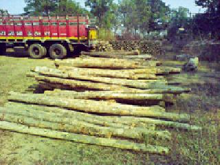 Sagavan tree plantation case will be played in the assembly | सागवन वृक्षतोड प्रकरण विधानसभेत गाजणार