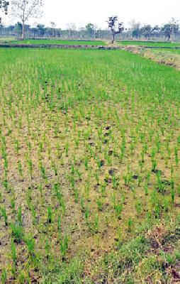 The threat of summer crops in eight villages | आठ गावांतील उन्हाळी पीक धोक्यात