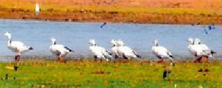 Decreased number of migratory birds due to hunting | शिकारींमुळे स्थलांतरित पक्ष्यांच्या संख्येत घट