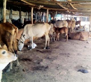 26 animals caught for slaughter | कत्तलीसाठी जाणारी २६ जनावरे पकडली 26 animals caught for slaughter | कत्तलीसाठी जाणारी २६ जनावरे पकडली