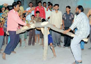 Holi cemeteries and extinction | होळीतील घानमाकड झालीयं नामशेष Holi cemeteries and extinction | होळीतील घानमाकड झालीयं नामशेष