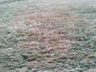 Sleeping wheat: | गहू झोपला :