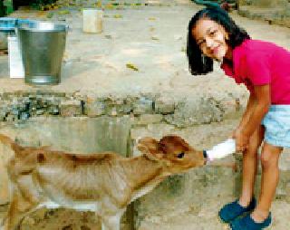 She gave milk to the cow's calf, and she paid the loan | गाईच्या वासराला दूध पाजून ‘तिने’ ऋण फेडले She gave milk to the cow's calf, and she paid the loan | गाईच्या वासराला दूध पाजून ‘तिने’ ऋण फेडले