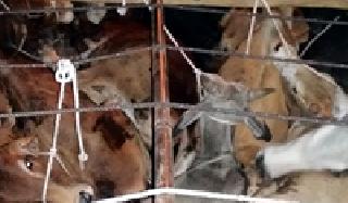 Smuggling of animals | जनावरांची तस्करी सुरूच Smuggling of animals | जनावरांची तस्करी सुरूच