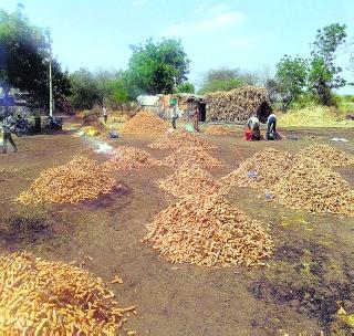 Shrir Jain takes a farmer's hottish peak! | शिरपूर जैन येथे शेतकरी घेतात हळदीचे विक्रमी पीक !