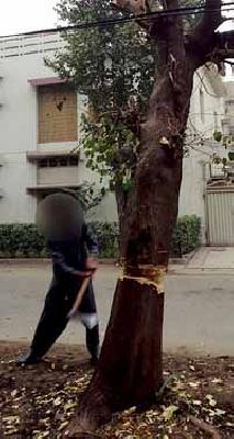 The need to rejuvenate the district's rich forests | जिल्ह्याचा समृद्ध वनवारसा जपण्याची गरज