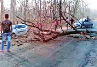 On the day of the festival, the sack fell into the forest | रंगपंचमीच्या दिवशी बोरी जंगलाला लागली आग On the day of the festival, the sack fell into the forest | रंगपंचमीच्या दिवशी बोरी जंगलाला लागली आग