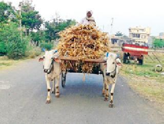 Fine arrangements for animals: | पशुंसाठी चाऱ्याची व्यवस्था : Fine arrangements for animals: | पशुंसाठी चाऱ्याची व्यवस्था :