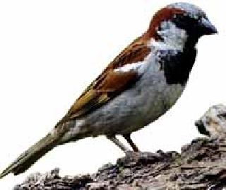 The existence of sparrows was lost | चिमण्यांचे अस्तित्व हरविले The existence of sparrows was lost | चिमण्यांचे अस्तित्व हरविले
