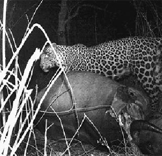 Leopard in Karna | कर्नाळ्यात बिबट्या